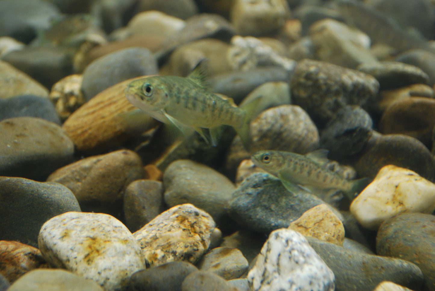 Atlantic salmon on river pebbles — the Silver Bar.