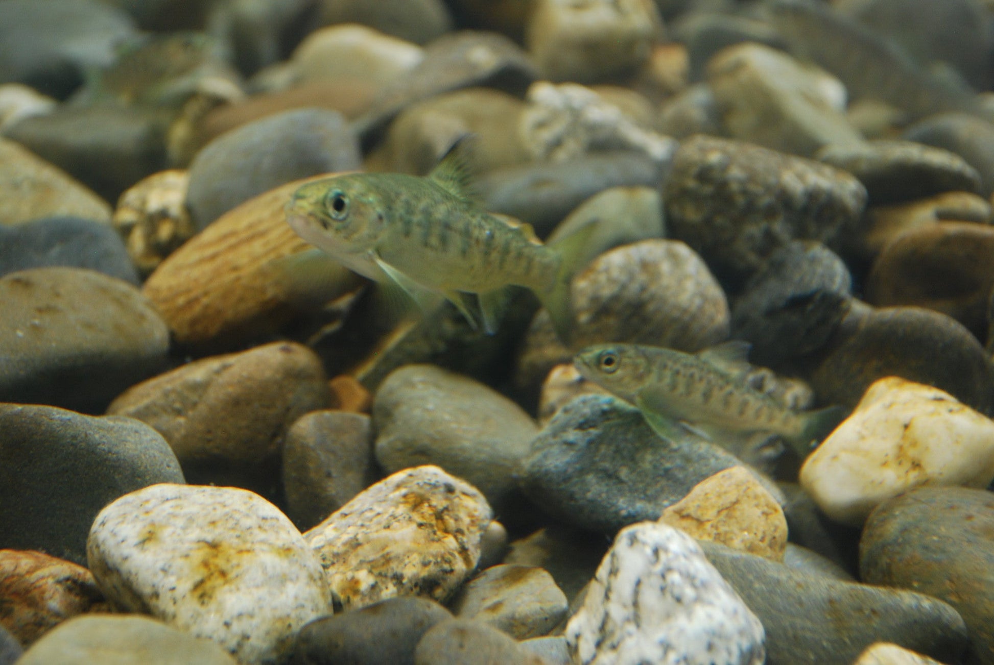 Atlantic salmon on river pebbles — the Silver Bar.