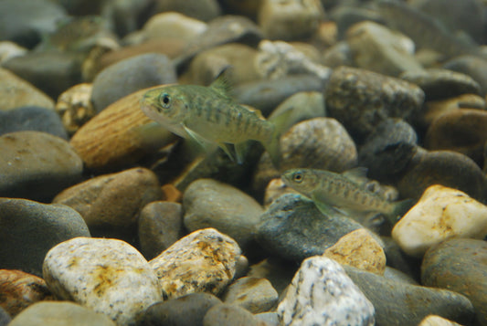 Atlantic salmon on river pebbles — the Silver Bar.