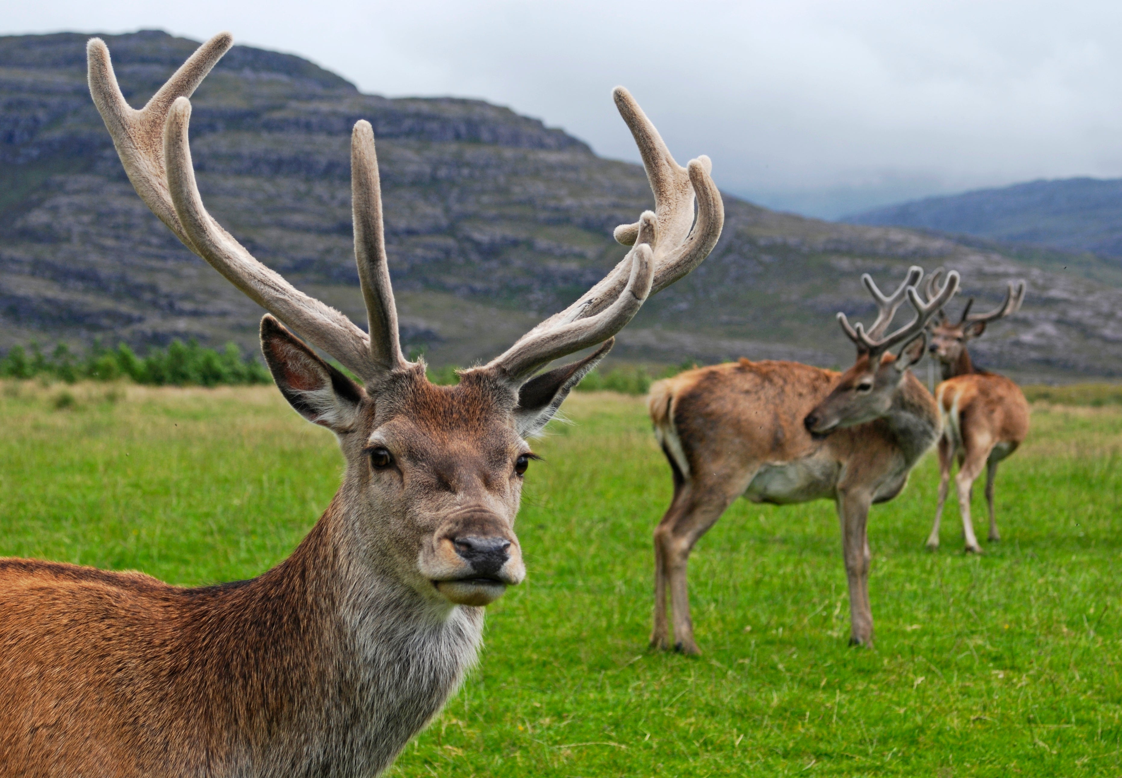 Stag Glen